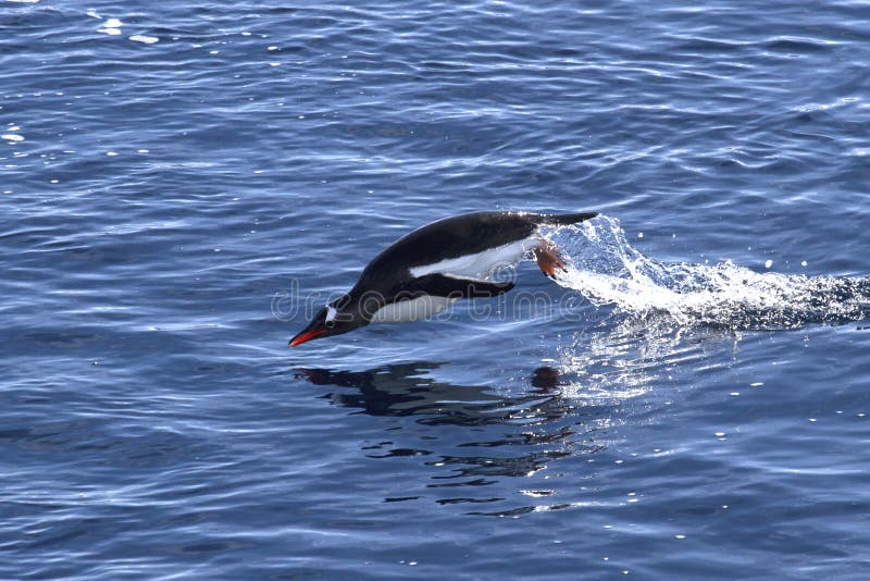 Gentoo pingwin skakał z wody na pogodnym