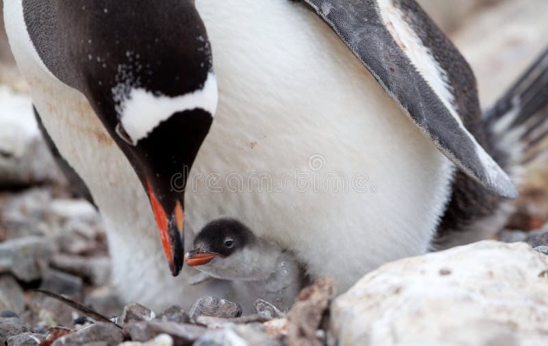 Gentoo pingwinu dziecka Żywieniowy kurczątko
