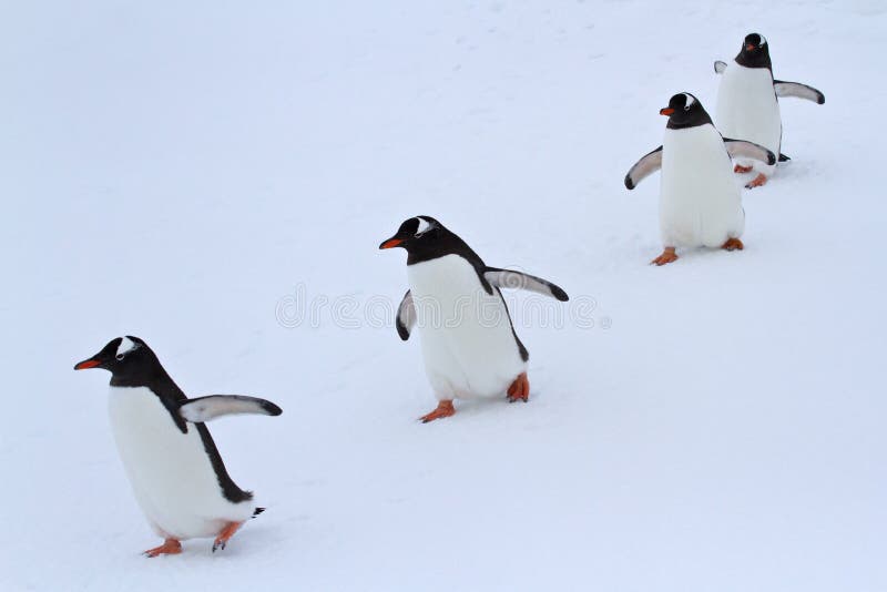 Gentoo pingwinu grupy odprowadzenie w śniegu Antarktycznym