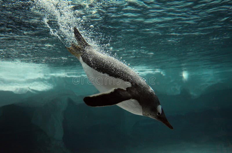 Gentoo pingwinu pływanie podwodny