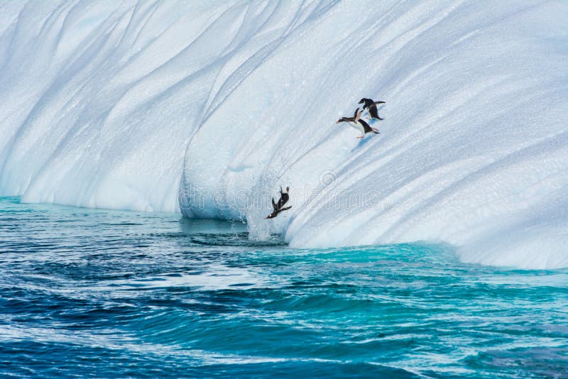 Gentoopingu?nen die van de ijsberg in Antarctica springen royalty-vrije stock fotografie Gentoopingu?nen die van de ijsberg in Antarctica springen royalty-vrije stock fotografie