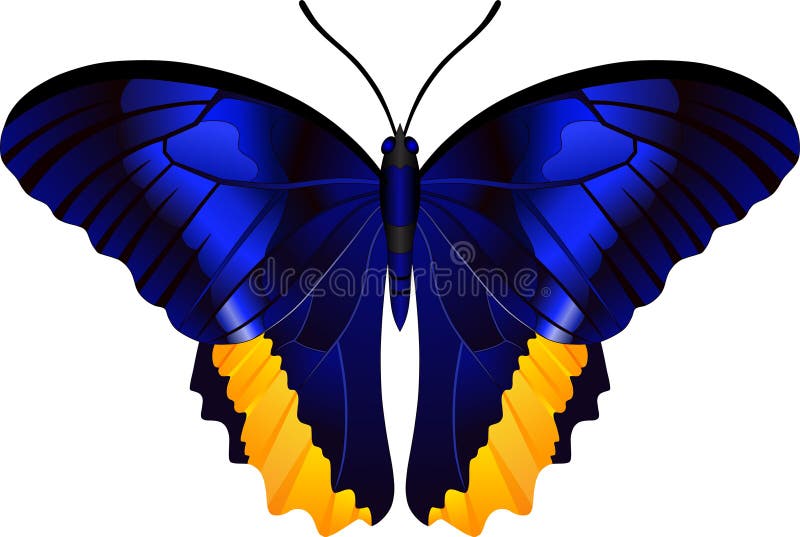Genus Caligo butterfly vector image royalty free illustration Genus Caligo butterfly vector image royalty free illustration