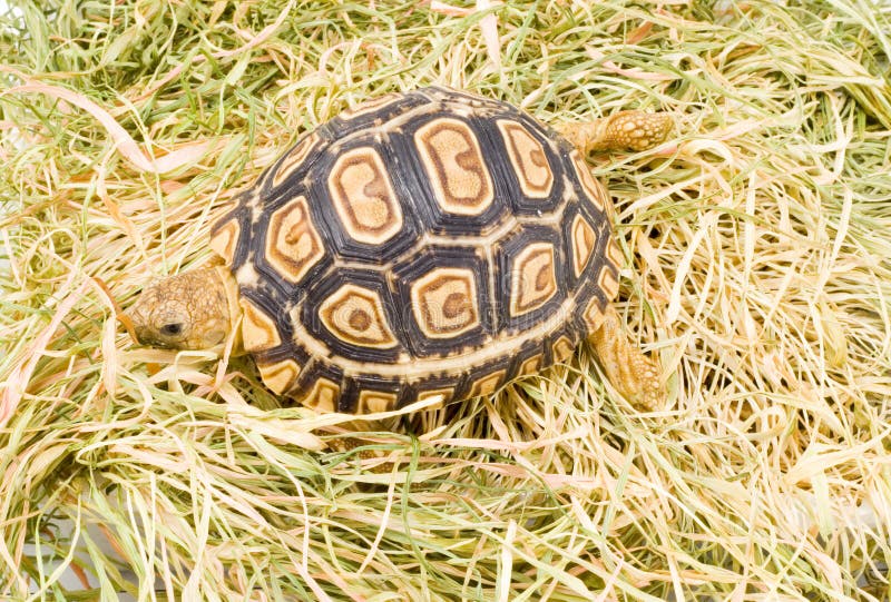 Geochelone Pardalis