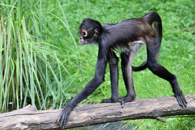 Geoffroy`s spider monkey. 