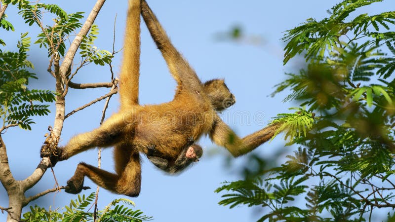 Macaco-aranha-de-Geoffroy (Ateles geoffroyi)