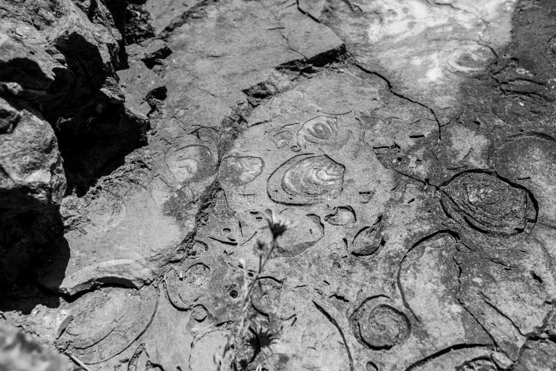 Geologic Rocks Texture with Snail Shell Stock Photo Image of natural, geology 110029424