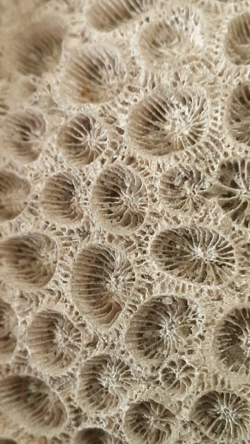 Geometric patterns found on a coral skeleton. Nature& x27;s life patterns. Sea life. stock images