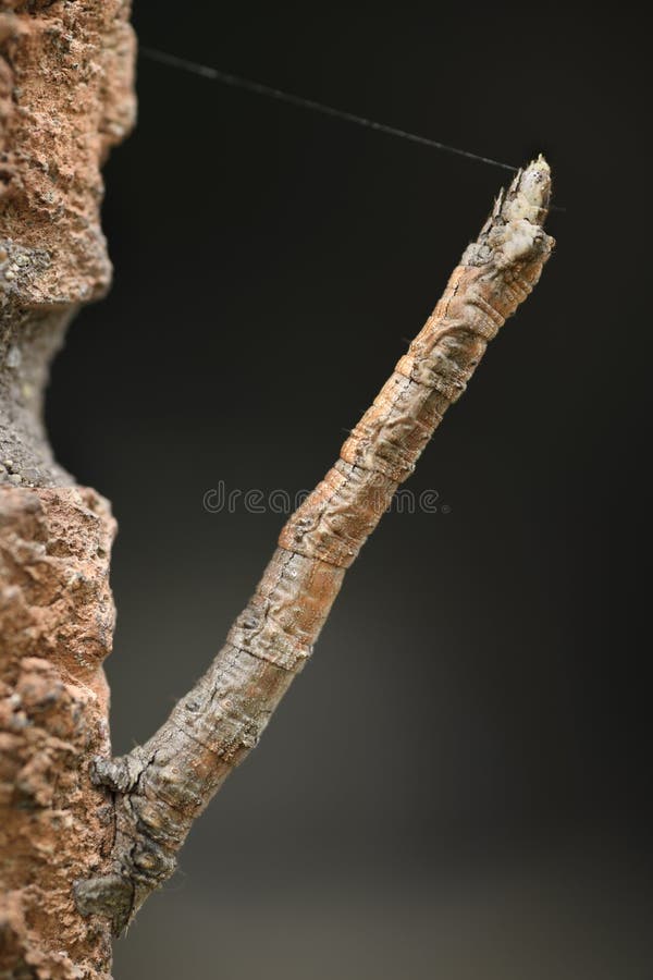 Geometrid moth caterpillar with silk thread mimicking a straight stock photography