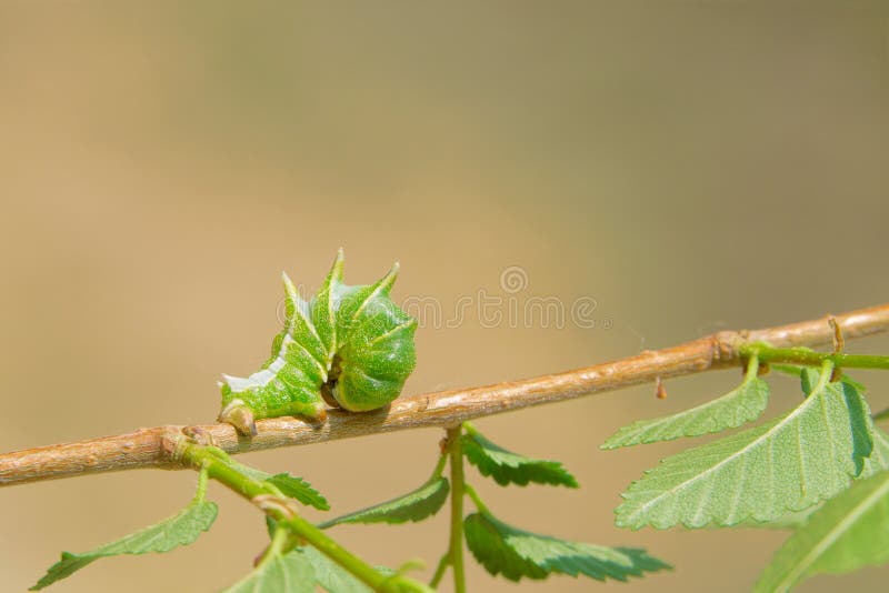 A larva of Apochima excavata stays at branch. Excavata stock images, royalty-free photos and pictures
