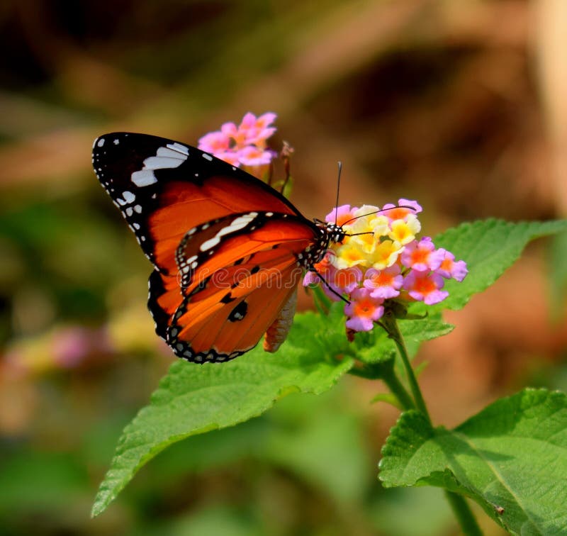 Splendida modelli colorati di una farfalla che gode di miele di lantana fiore in un cespuglio.