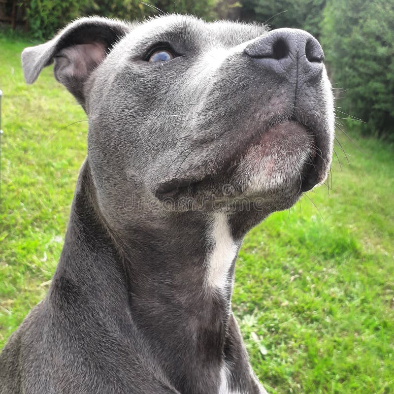 grey puppy staffy