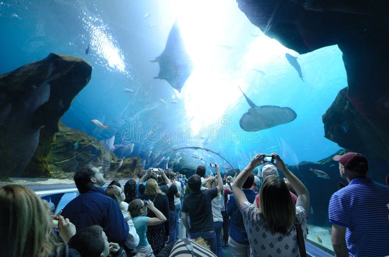 Aquarium Tunnel editorial stock photo. Image of attraction
