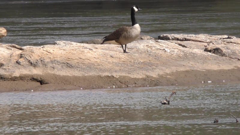 Georgia, Island Ford Park, A Canada goose of the big rock in the middle of the river