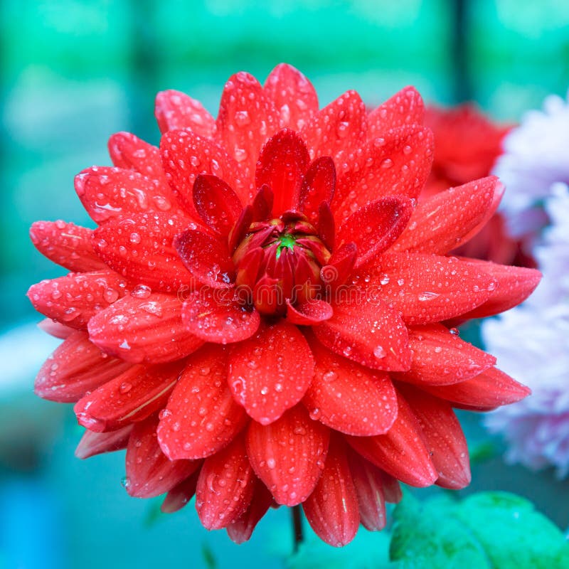 1,307 Flower Photos Free & RoyaltyFree Stock Photos from