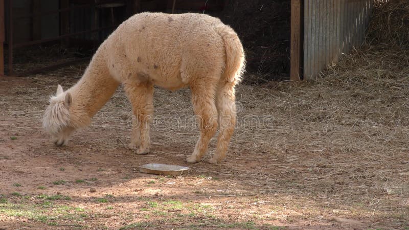 Georgië, Hall County die, de witte alpaca van A voedsel eten van de grond op het landelijke landbouwbedrijf