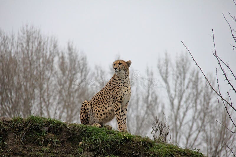 Gepard auf dem Hügel stockbilder Gepard auf dem Hügel stockbilder