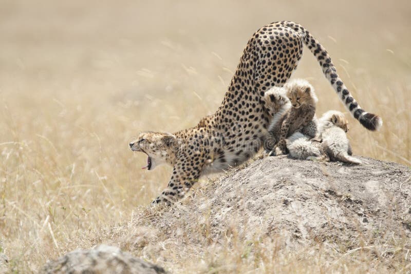Cheetah yawn in the Masai Mara with Cubs. Cheetah yawn in the Masai Mara with Cubs