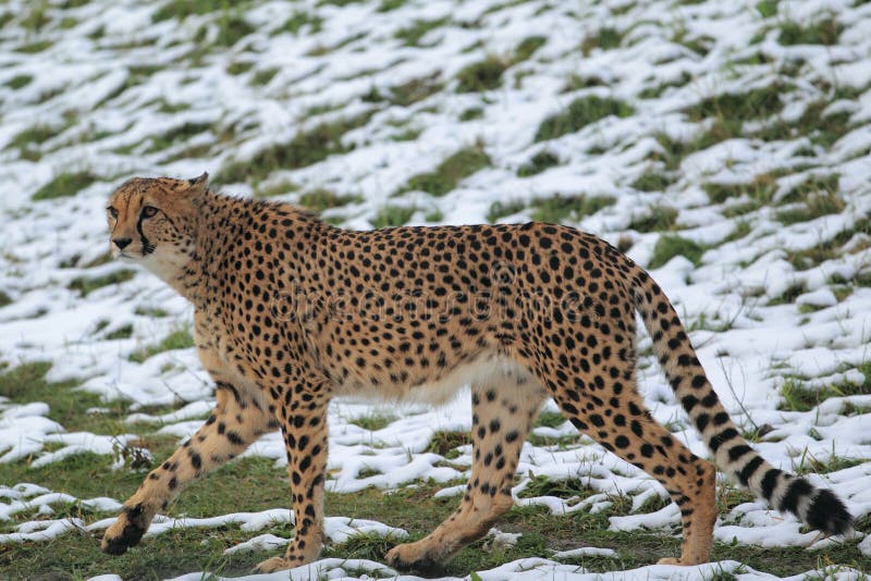 Gepard na śniegu obrazy stock