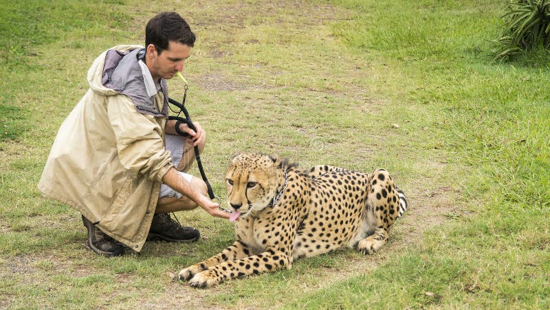 Gepard och förlagehanterare arkivbild Gepard och förlagehanterare arkivbild