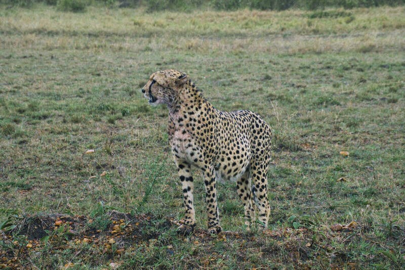Gepard in the Savannah in the Tsavo East and Tsavo West National Park Stock Photo - Image of game, acacia: 238123388 Gepard in the Savannah in the Tsavo East and Tsavo West National Park Stock Photo - Image of game, acacia: 238123388