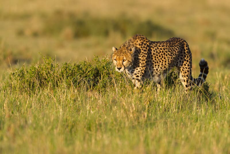 Cheetahs only hunt during daylight. This one, in the early morning sunlight, was stalking a Cape Hare that was hidden in a bush. The Cheetah is the only cat capable of catching the super-fast Hare. On this occasion, it `missed` and the Cape Hare lived another day. Cheetahs only hunt during daylight. This one, in the early morning sunlight, was stalking a Cape Hare that was hidden in a bush. The Cheetah is the only cat capable of catching the super-fast Hare. On this occasion, it `missed` and the Cape Hare lived another day.