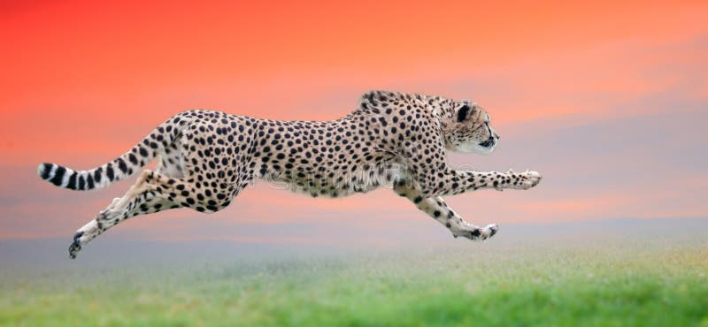Gepard som körs på den härliga solnedgången royaltyfri foto Gepard som körs på den härliga solnedgången royaltyfri foto