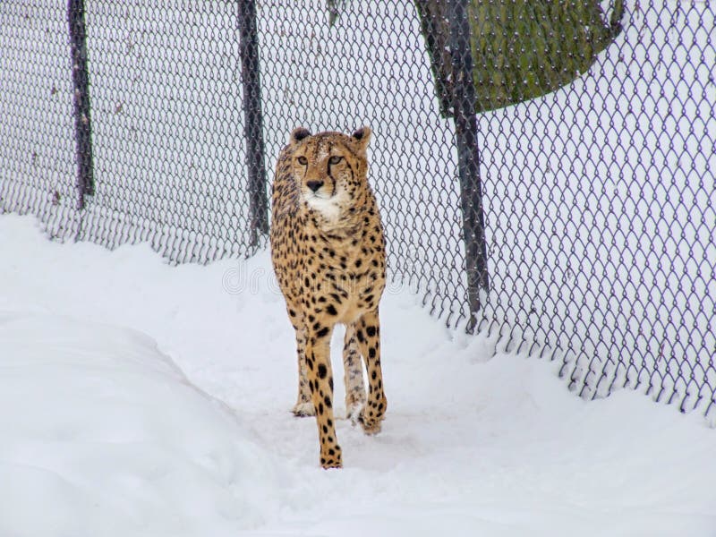 Gepard w śniegu w zoo. Geparda odprowadzenie na śniegu blisko ogrodzenia w zoo w Warszawa w Polska 3d cyfrowego wyposażenia czołowego spiskowa drukowy profesjonalista odpłaca się widok