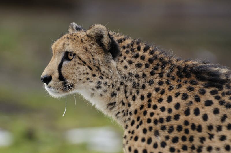 The cheetah lives in africa and is the fastest land animal. The cheetah lives in africa and is the fastest land animal.