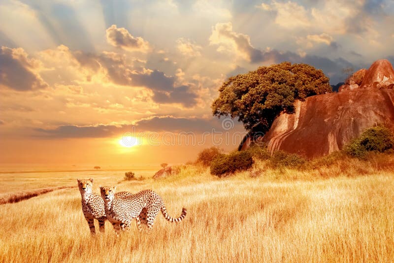 Geparder i den afrikanska savannet mot bakgrunden av den härliga solnedgången Serengeti nationalpark tanzania _ fotografering för bildbyråer