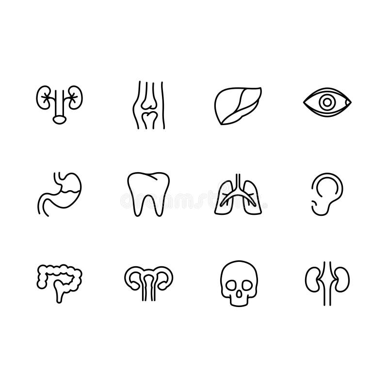 Geplaatste het pictogram eenvoudige symbolen van menselijk lichaams interne organen Bevat pictogramnieren, verbindingen, lever, o vector illustratie Geplaatste het pictogram eenvoudige symbolen van menselijk lichaams interne organen Bevat pictogramnieren, verbindingen, lever, o vector illustratie