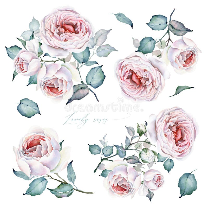Geplaatste waterverfbloemen Rozenboeketten en bloemenelementen Witte en roze rozen stock illustratie Geplaatste waterverfbloemen Rozenboeketten en bloemenelementen Witte en roze rozen stock illustratie