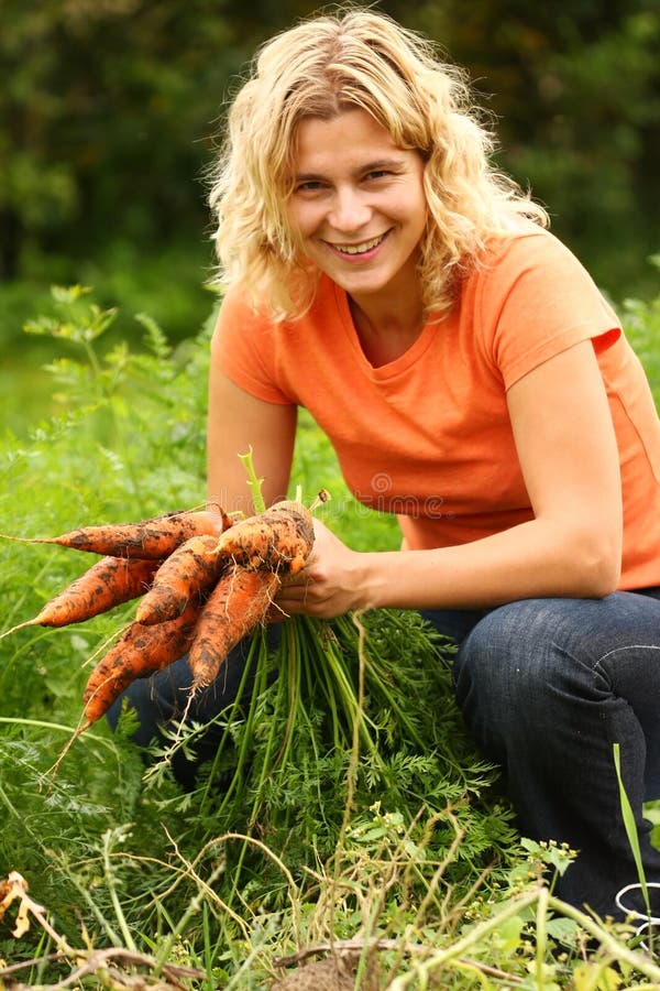 Woman picking fresh organic carrots. Woman picking fresh organic carrots