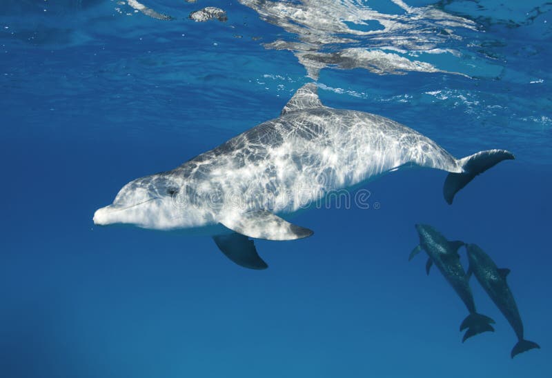 Geplätscherter Delphin mit Hülse stockfotografie Geplätscherter Delphin mit Hülse stockfotografie