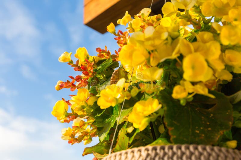 Gerânio Amarelo Num Vaso De Flores Pendurado No Terraço Imagem de Stock -  Imagem de casa, jardinar: 166306765