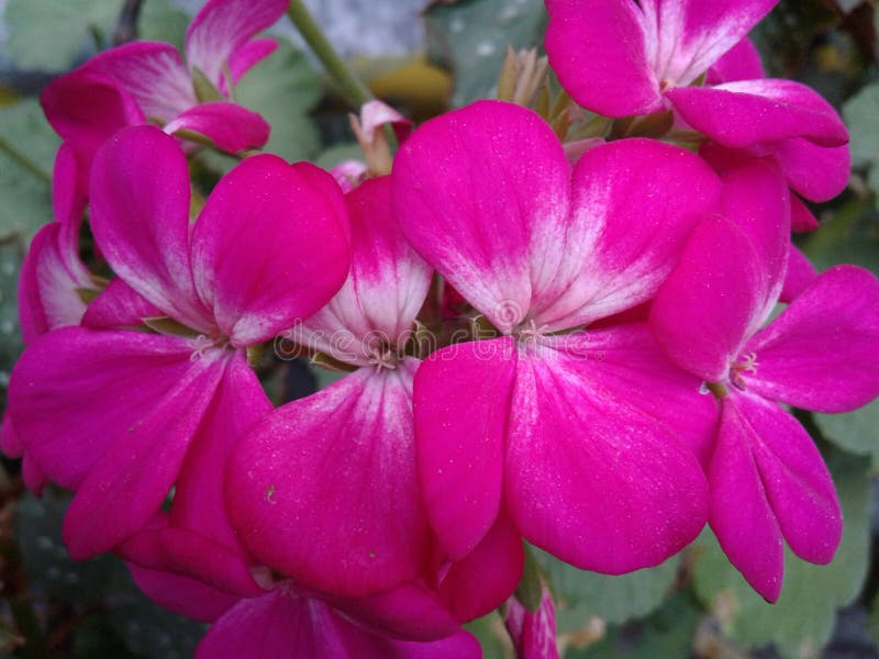 Gerânio: a Flor Do Tango Que Deve Nunca Faltar Imagem de Stock - Imagem de  bonito, tipos: 98257729