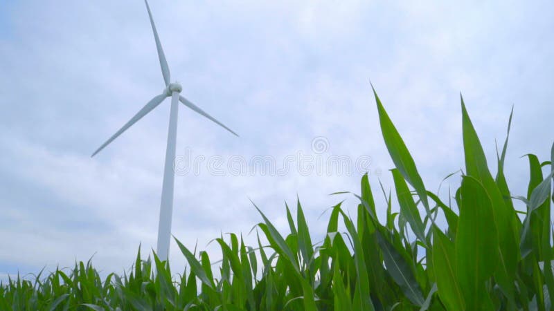 Geradores de vento no campo de milho Close up da turbina eólica que gira no campo de exploração agrícola