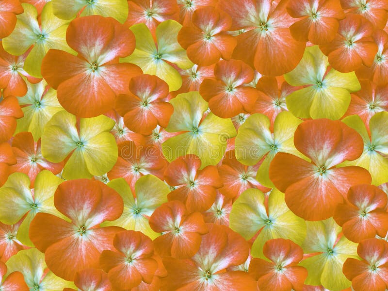 Geranio Amarillo-anaranjado-blanco De Las Flores Fondo Floral Fondo De  Flores Para El Diseño Stock de ilustración - Ilustración de  compartimientos, belleza: 84788900