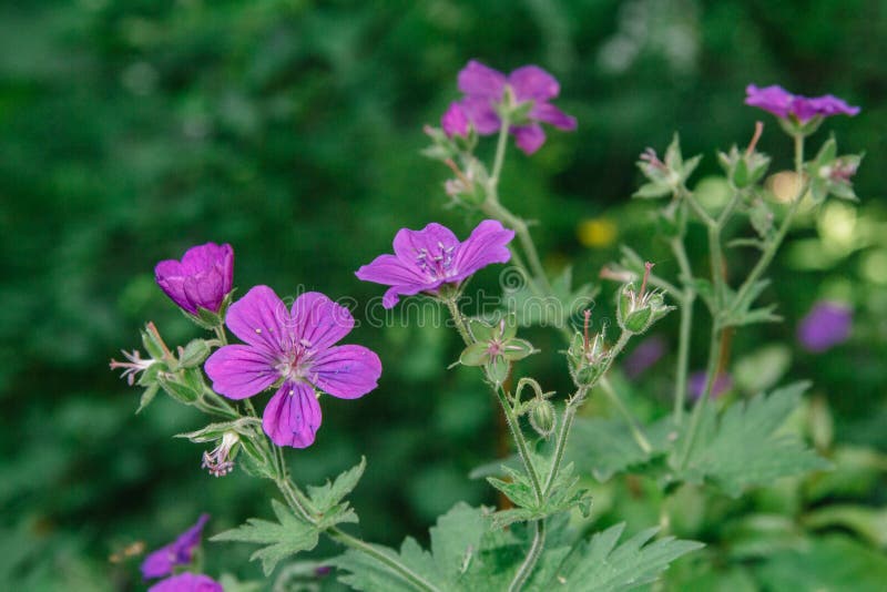 Geranio salvaje en un entorno natural También conocido como geranium maculatum, geranio visto, es una planta perenne fotografía de archivo libre de regalías Geranio salvaje en un entorno natural También conocido como geranium maculatum, geranio visto, es una planta perenne fotografía de archivo libre de regalías