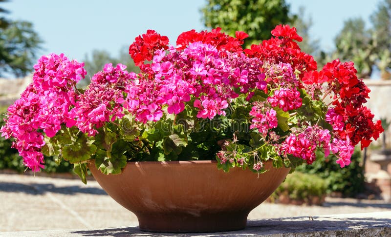 Geranio in Vaso Da Fiori All'aperto Immagine Stock - Immagine di viola,  sbocciare: 98493443