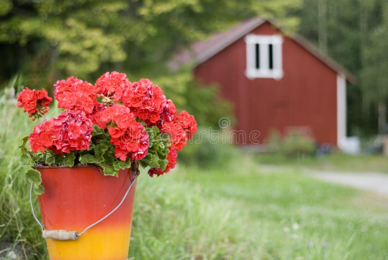 Geranium