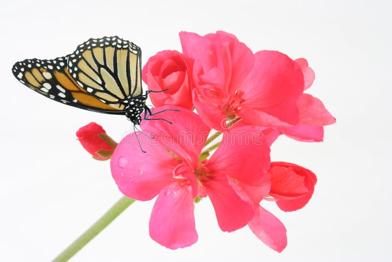 Geranium and butterfly