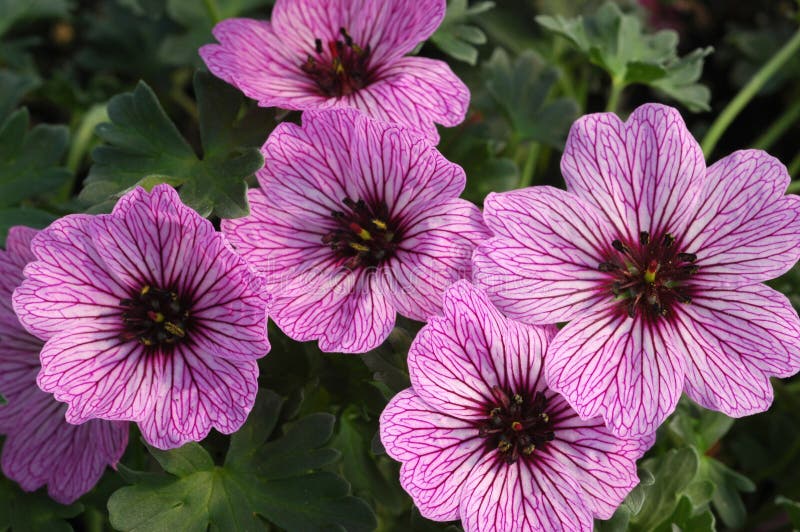 Geranium cinereum Ballerina