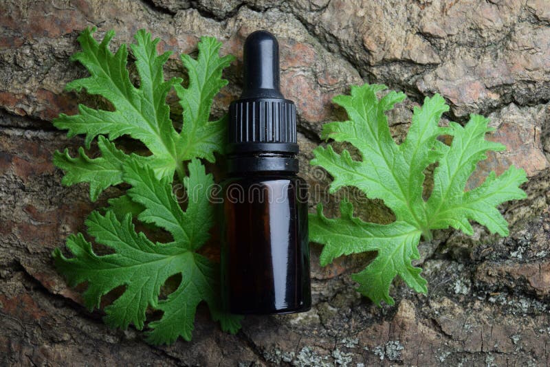 Geranium essential oil Aromatherapy anti mosquito stock image Geranium essential oil Aromatherapy anti mosquito stock image