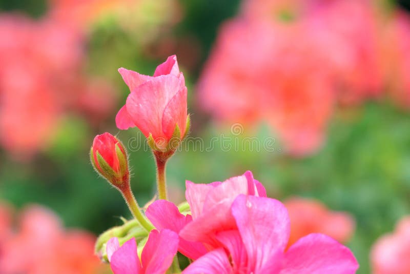 Geranium flower stock image. Image of geranium, rock 32919927