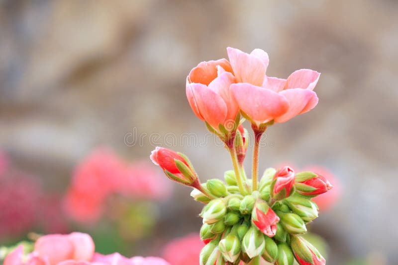 Geranium flower stock photo. Image of bloom, flowers 32900532