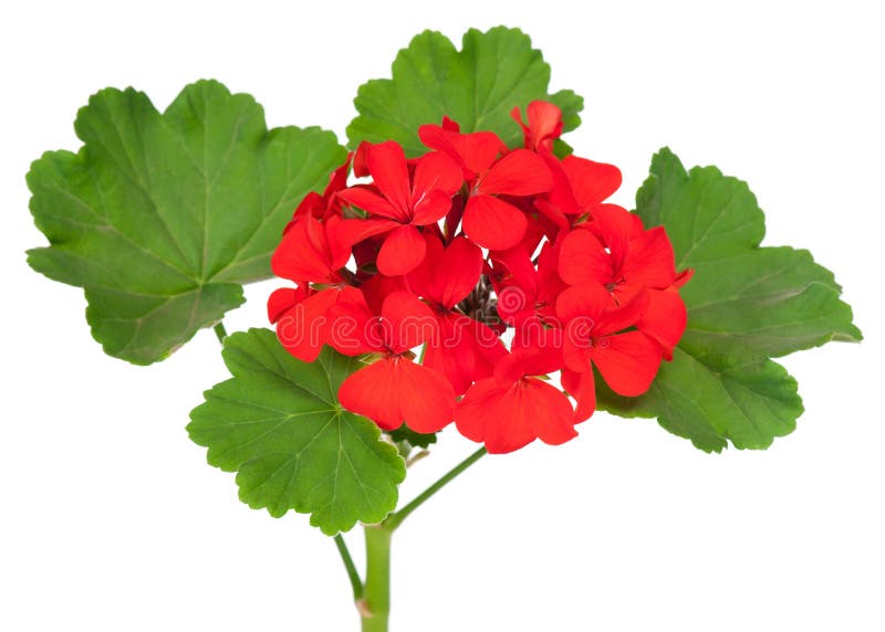 Geranium flower