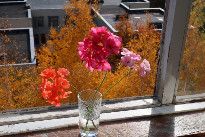 Geranium flowers stock photo. Image of leaves, vase 160983264