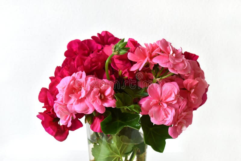 Geranium Flowers in a Glass Vase on a White Background, Romantic View