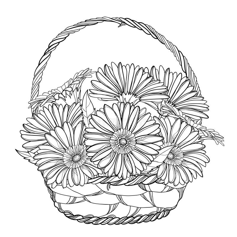 Vector bouquet of outline Gerbera or Gerber flower and leaf in wicker basket in black isolated on white background.