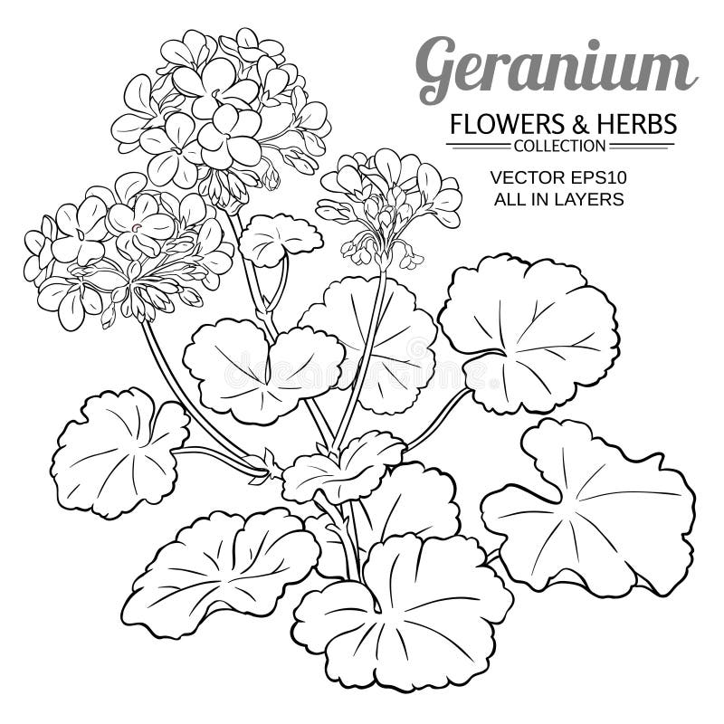 Geranium Flower Black White Stock Illustrations 231 Geranium Flower